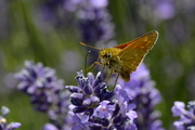 Ochlodes sylvanus