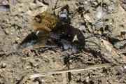 Ocypus olens
