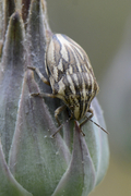 Odontotarsus purpureolineatus