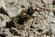 Odynerus melanocephalus