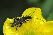 Oedemera atrata