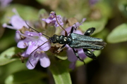 Oedemera flavipes