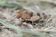 Oedipoda caerulescens