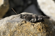 Oedipoda germanica