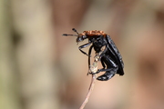 Oiceoptoma thoracicum