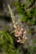 Onobrychis arenaria