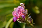 Onobrychis viciifolia