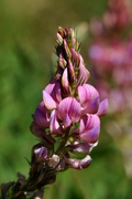 Onobrychis viciifolia