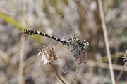 Onychogomphus forcipatus