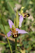 Ophrys apifera