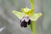 Ophrys fusca
