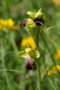 Ophrys fusca