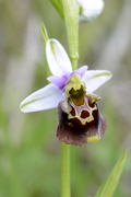 Ophrys holosericea