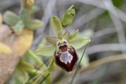 Ophrys provincialis