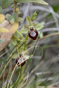 Ophrys provincialis