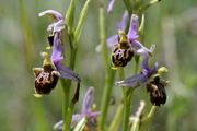 Ophrys scolopax