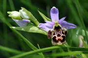 Ophrys scolopax