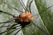 Opilio canestrinii