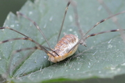 Opilio