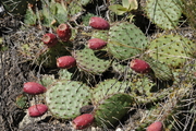 Opuntia phaeacantha