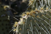 Opuntia phaeacantha