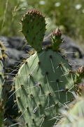 Opuntia phaeacantha