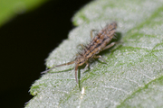 Orchesella disjuncta