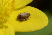 Orchestes quercus