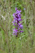 Orchis mascula