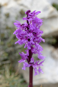 Orchis olbiensis
