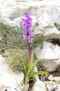 Orchis olbiensis
