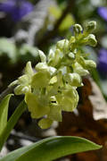 Orchis pallens