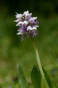 Orchis simia