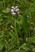 Orchis simia