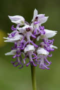 Orchis simia