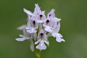 Orchis tridentata