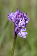 Orchis tridentata