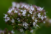 Origanum vulgare