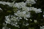 Orlaya grandiflora