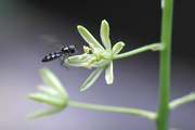 Ornithogalum pyrenaicum
