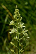 Ornithogalum pyrenaicum