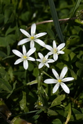 Ornithogalum umbellatum