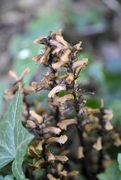 Orobanche hederae