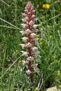 Orobanche