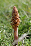 Orobanche