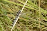 Orthetrum albistylum