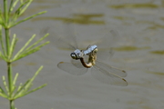 Orthetrum brunneum