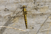 Orthetrum cancellatum