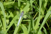 Orthetrum coerulescens