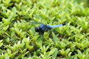 Orthetrum melania